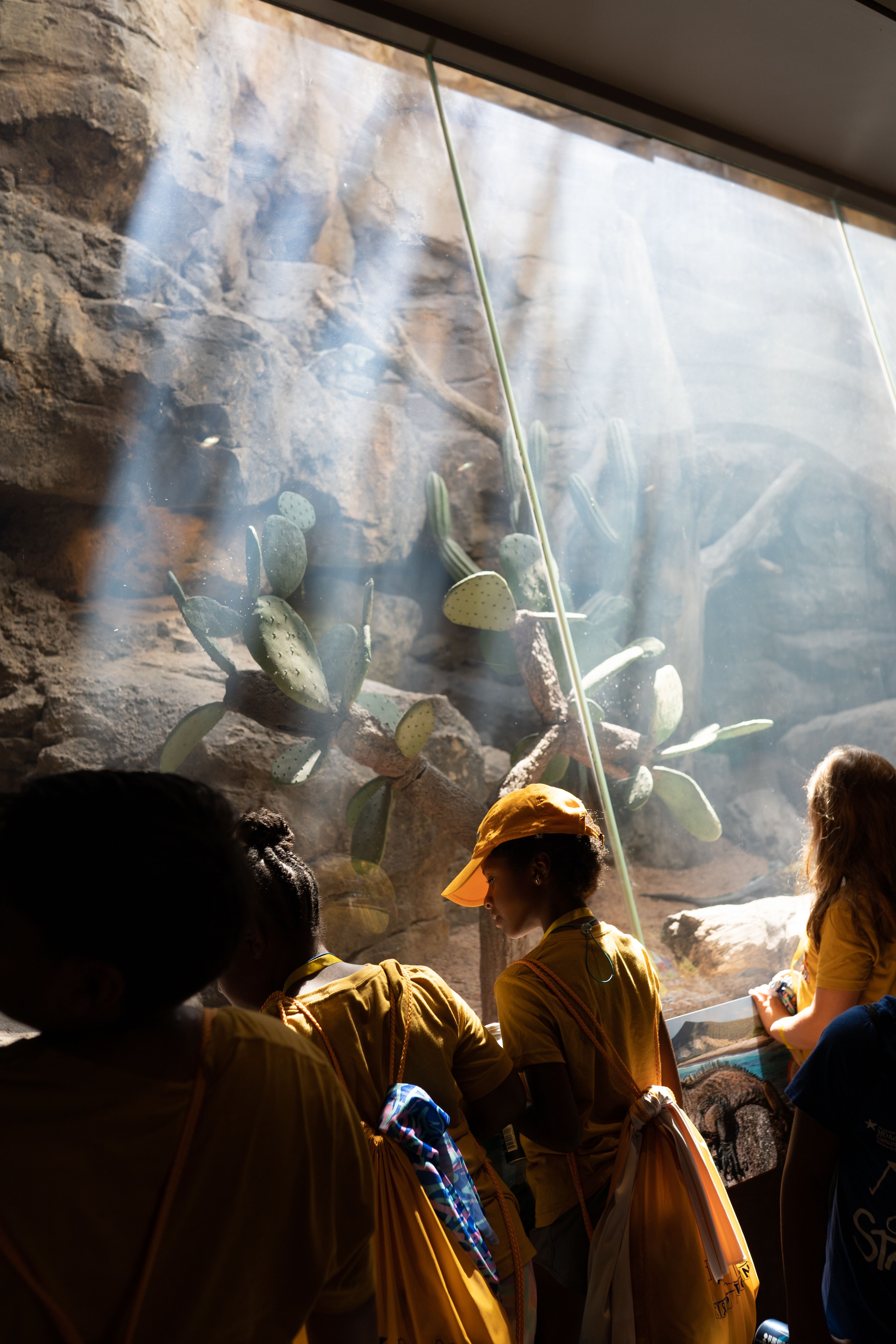 Children dressed in yellow shirts and hats observing a sunlit exhibit with cacti and rocks.
