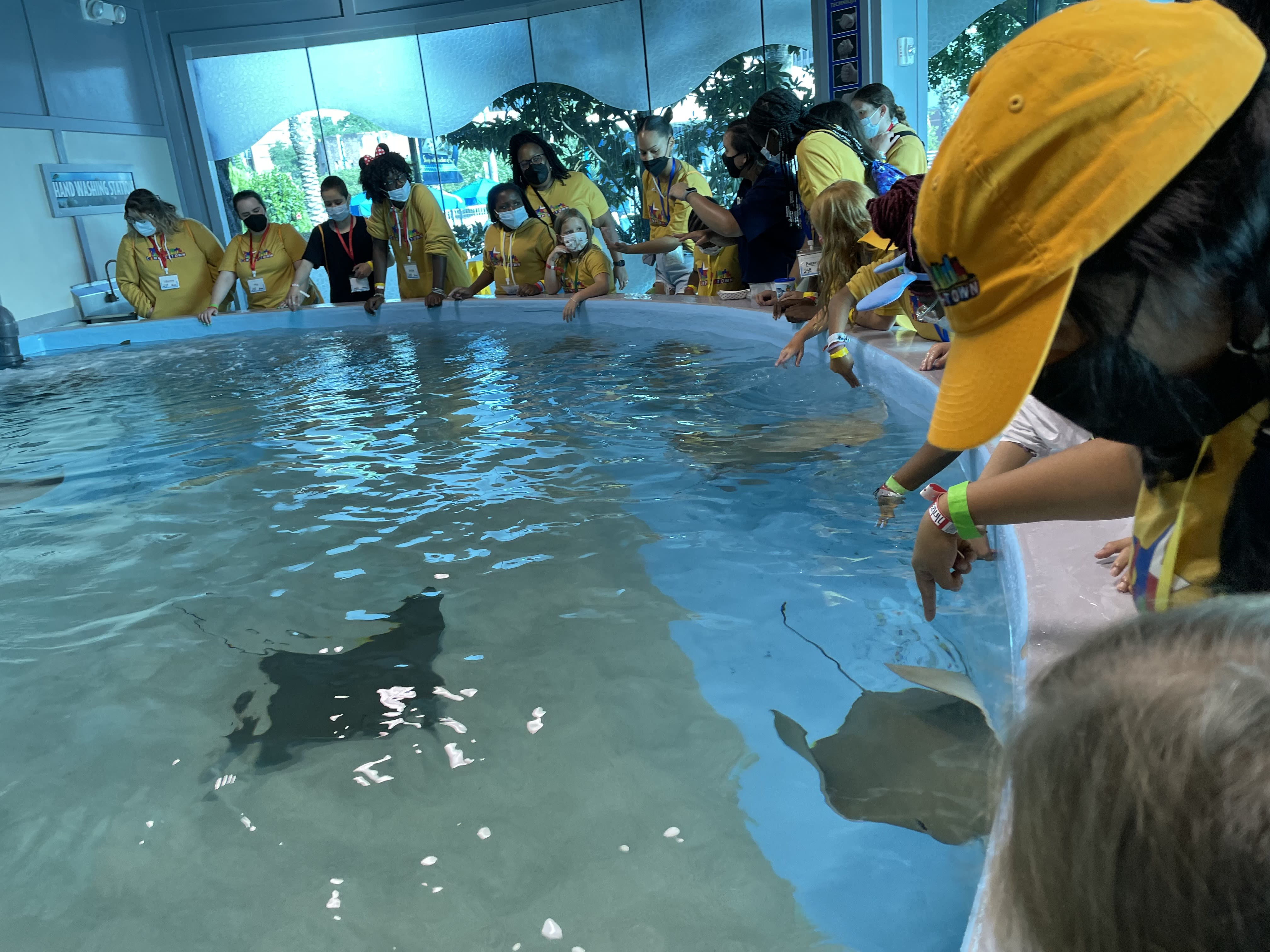 Several people in yellow shirts surrounding a pool with a stingray in it. They are looking down into the pool and pointing at the several stingrays in it.